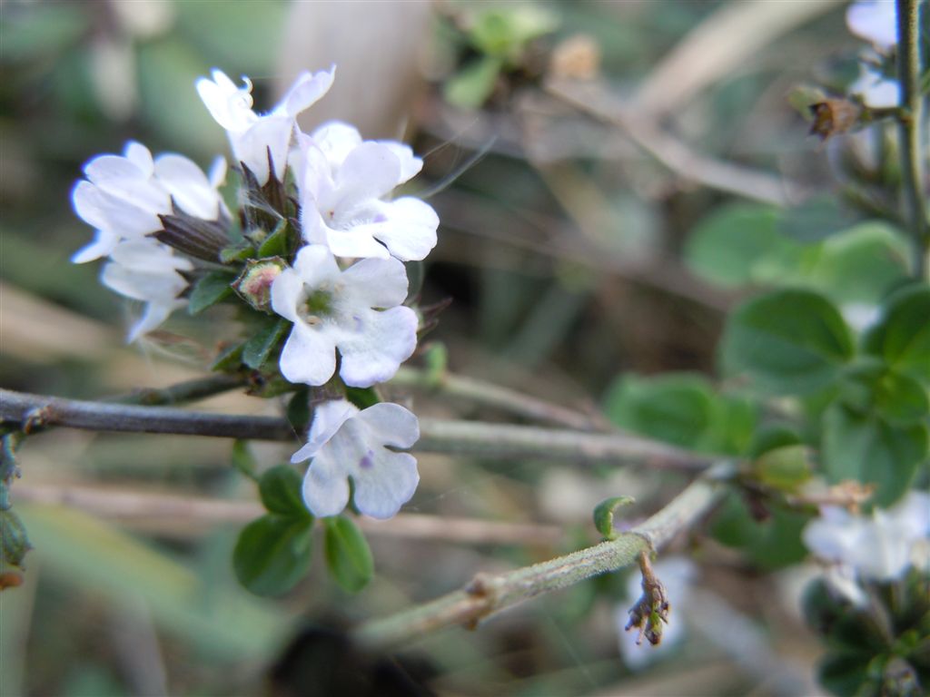 Calamintha nepeta